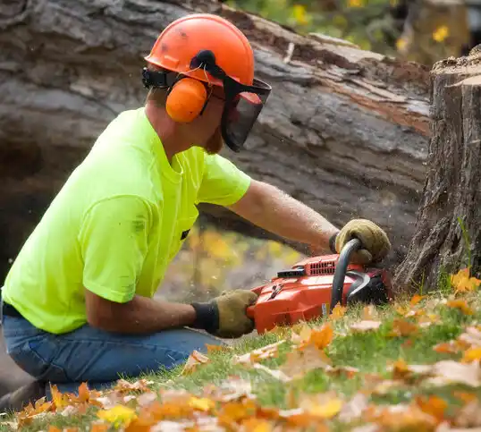 tree services East Arcadia